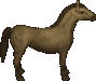 Wuestenpferd.png
