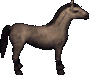 Steppenpferd.png